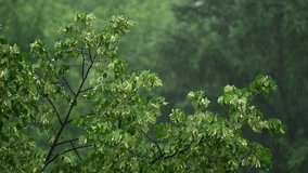 Rain on green outdoor background in europe