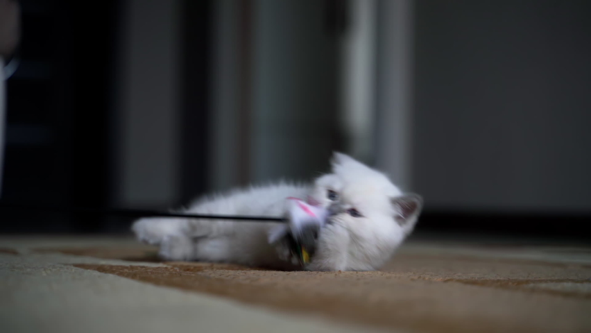 White kitten playing with toy. Small cat playing with toy at home
