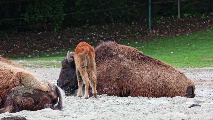 The American bison or simply bison, also commonly known as the American buffalo or simply buffalo, is a North American species of bison that once roamed North America in vast herds. 
