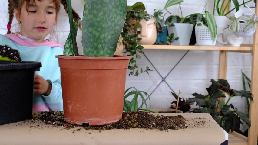 Daughter helps mom transplants home plants, plants sansevieria into a new soil and pot. Mom teaches taking care of potted plants. Hobbies for a child, helping an adult at home, the environment