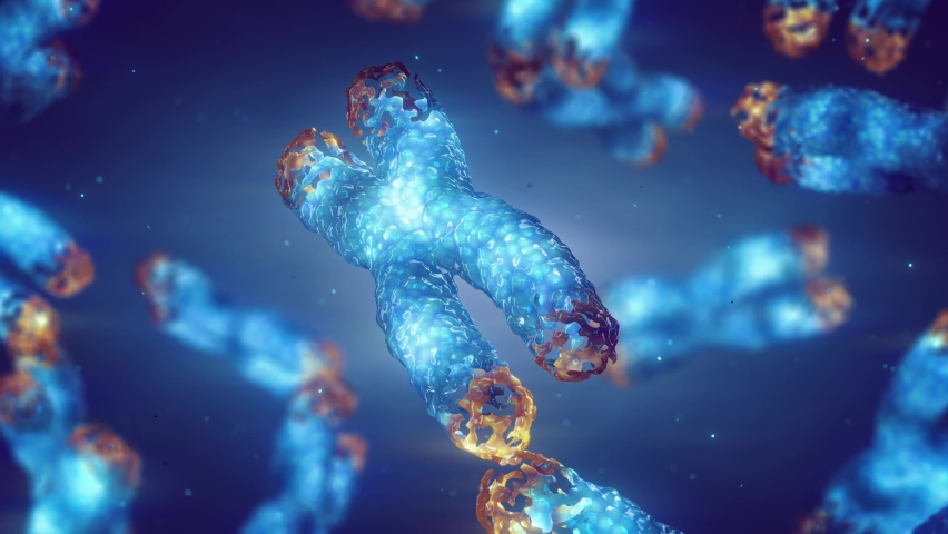 Animation of chromosome damage and telomere shortening. Telomeres are found on both ends of chromosomes, their length is affected by lifestyle and has direct impact on human health and lifespan. | Shutterstock HD Video #1096618541