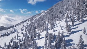 AERIAL: Beautiful mountain slope with snow-covered spruce trees above ski slope. Stunning alpine landscape covered with fresh powder snow on a sunny winter day. Winter wonderland in the high altitude.