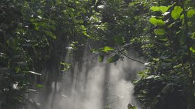 This tilt shot video shows jungle foggy mist illuminated by sunbeams shining down through the trees.