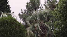 View of the palm trees at the beach area, slow motion video. A light wind sways the leaves.