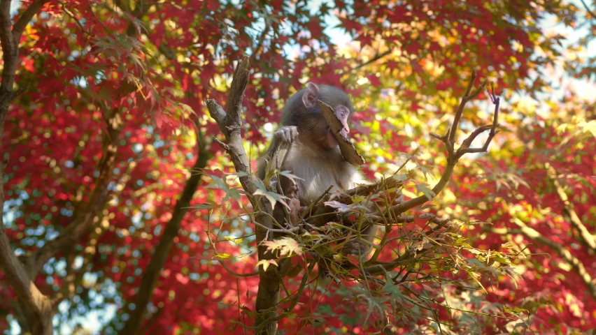cute funny baby monkey in a tree, Japanese macaque on a tree in autumn, wildlife in Japan, monkey in Kyoto Arashiyama park. High quality 4k footage