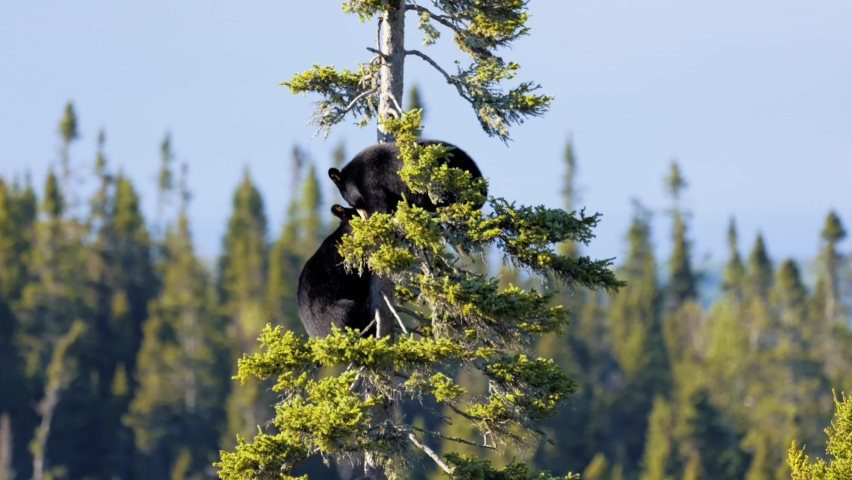 Baby black bears playing in a tree in Tadoussac Quebec Canada Royalty-Free Stock Footage #1096633945