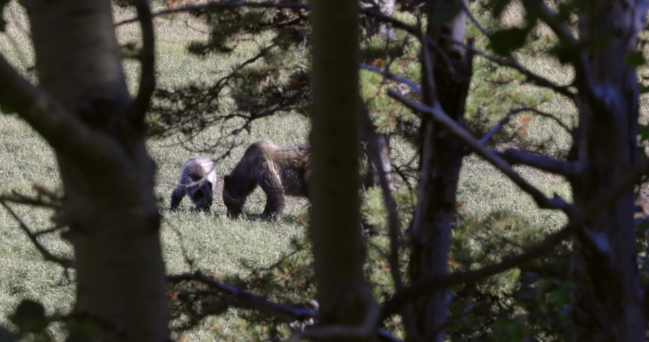 Large female grizzly bear and her cub feeding before winter seen in Glacier National Park, Montana 