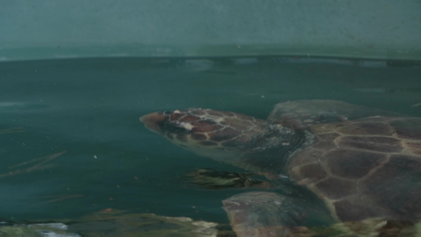 The loggerhead turtle is on treatment in the artificial reservoir. The turtle emerges from the water and takes a breath