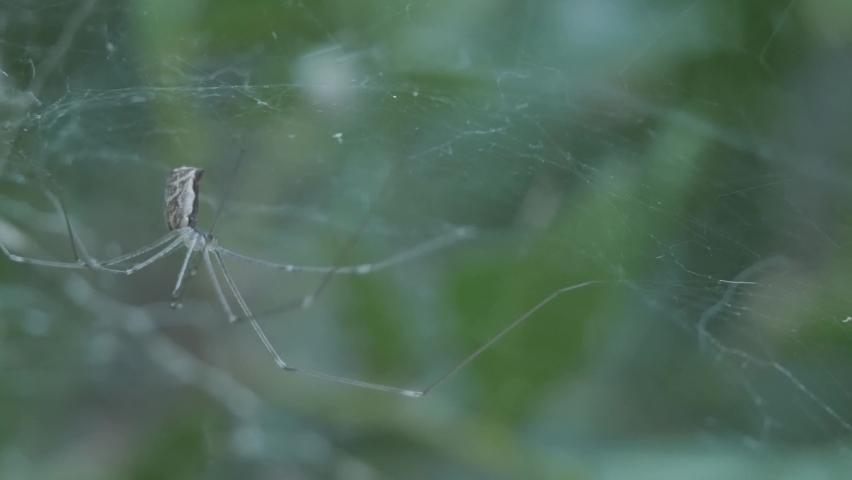 close-up shot of long-legged house spider, Genus Holocnemus, moving its legs and weaving its web