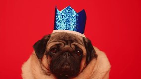 Cute dog with crown on head. Pug with blue crown posing on red background.