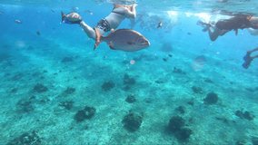 A fish swimming near a tourist snorkeling in ocean | Human friendly fishes swimming with a tourists snorkeling and diving in deep blue sea video background