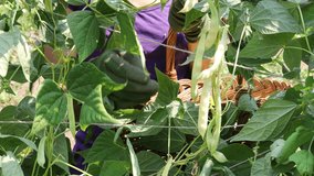 Mid Adult Woman Farmer Picking Up Beans Outdoors in Rural Countryside Vertical Close Up 4K Video