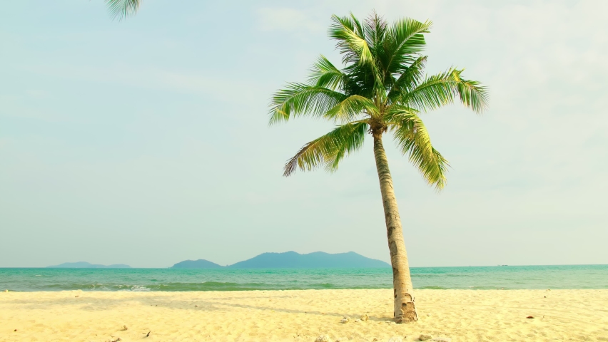 Lonely palm tree on sandy beach in background of picturesque sea. Tropical island vacation idyllic background. One palm tree stands on exotic tropical sandy near sea coast at sunny day with blue sky