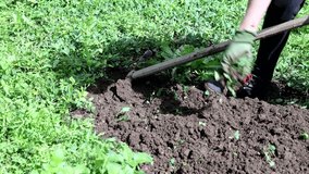 Organic Domestic Garden Spring Hand Agriculture Work to Prepare Ground for Seeding Vegetables 