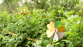 4k, video, colorful plastic windmill in various rotational motion, children's toy weather vane on a natural background of raspberry bushes, a device for scaring birds from ripening raspberries.