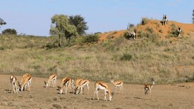 Springbok and gemsbok antelopes feeding in natural habitat, Kalahari desert, South Africa