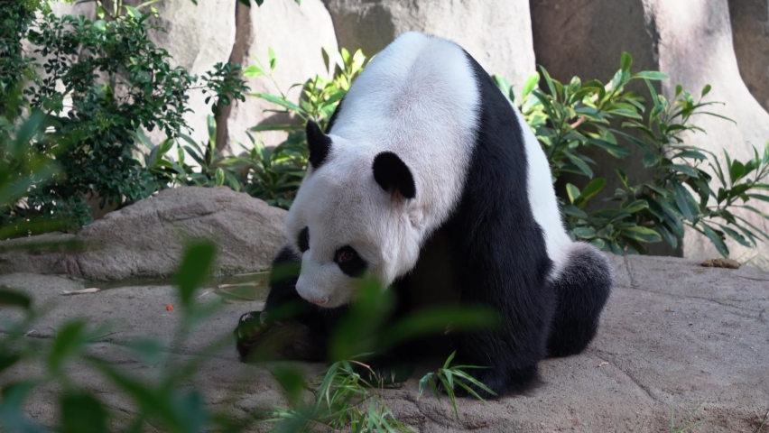 Giant panda, ailuropoda melanoleuca with cute facial expression, sitting on the ground, sticking its tongue out, yawning with its mouth wide open and dozing off in bright daylight.