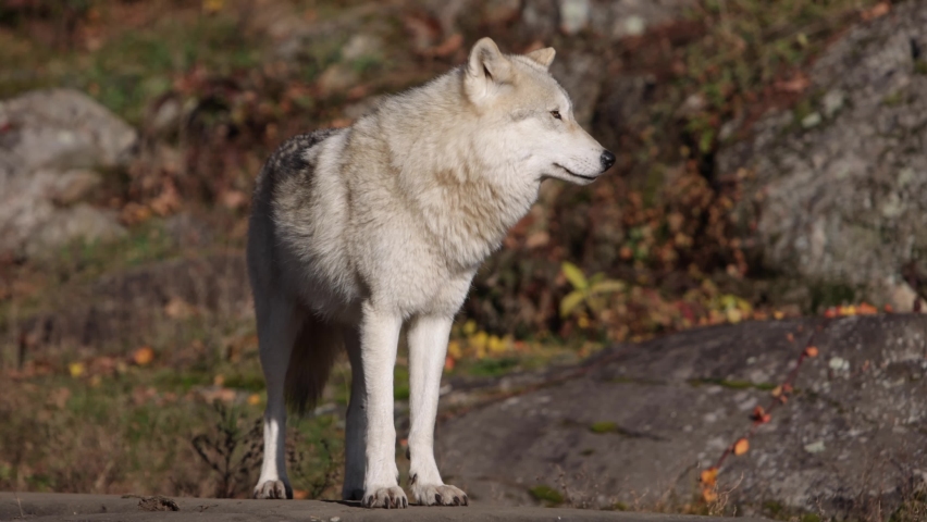 arctic fox sticks tongue out and looks at you atop a rock Royalty-Free Stock Footage #1096690293