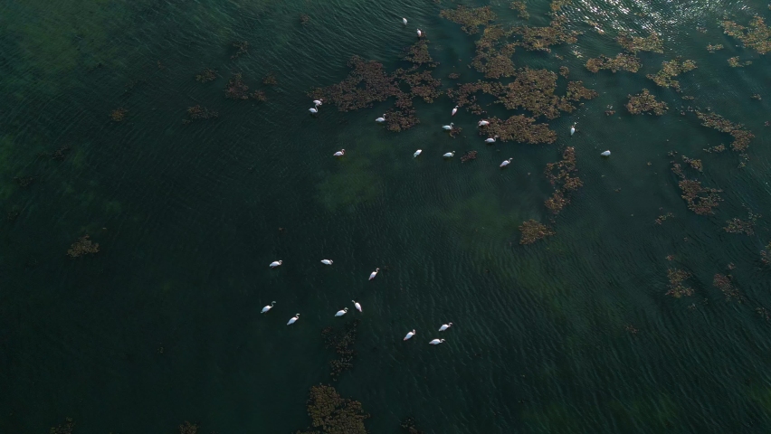 A group of pink aesthetic flamingos is starting to fly on shallow lagoon water surface with wings and legs moving. Aerial drone exotic vibrant bird herd flock tracking shot from above in slow motion.