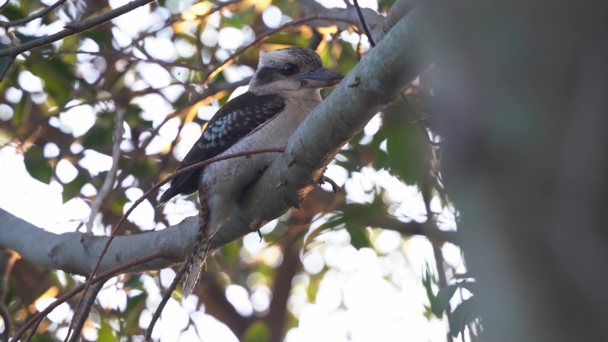 Cinematic beautiful wildlife shot of a laughing kookaburra, dacelo novaeguineae perching on tree bough against green foliages at sunset golden hours, Wynnum, Queensland, handheld motion close up.