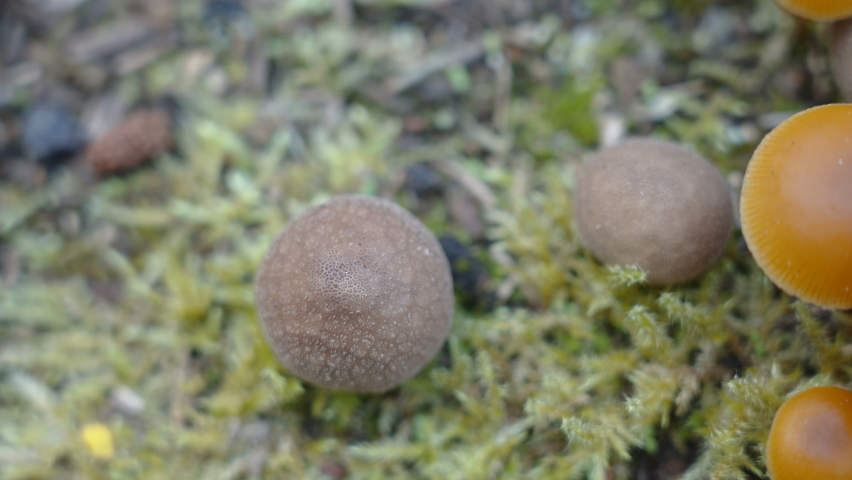 A man popping the head of the puffball mushroom on the forest ground in Estonia