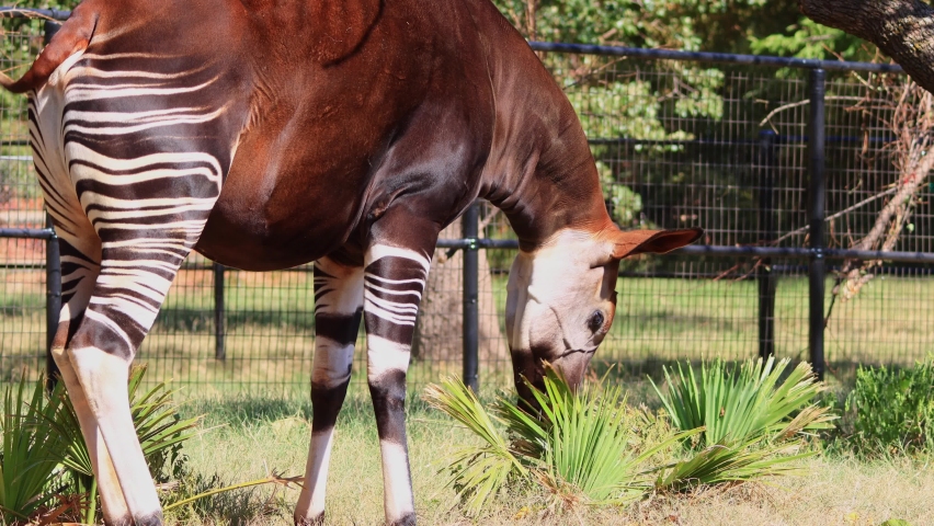 Close up shot of Okapi eating grass at Oklahoma | Shutterstock HD Video #1096706525