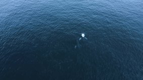closeup view of three humpback whales migrating from Carlsbad to Longbeach