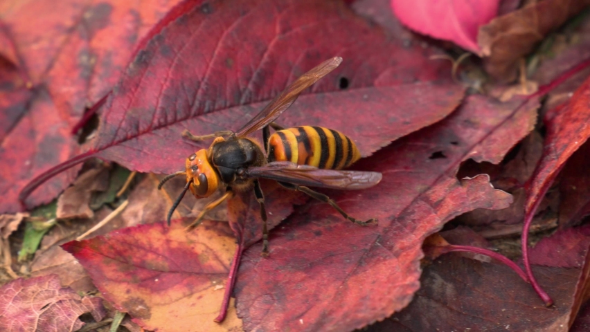 Asian Giant Hornet Crawling on Red Fallen Leaves And Fly Away Royalty-Free Stock Footage #1096707951