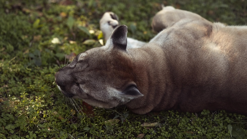 Beautiful Puma in autumn forest. American cougar - mountain lion. Wild cat resting on the grass, scene in the woods. Wildlife America. Slow motion 120 fps film style look. video | Shutterstock HD Video #1096717493