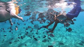 School of fishes following professional swimmer\photographer underwater | Lots of fishes swimming around a person in deep blue ocean video
