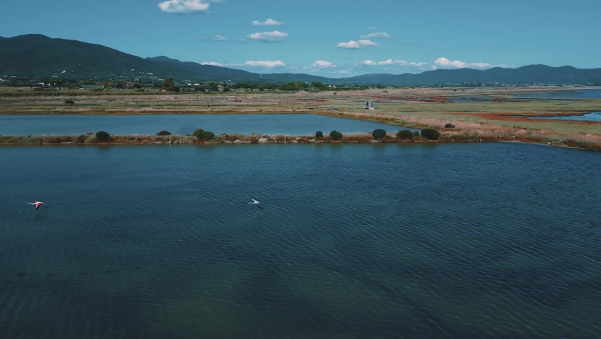 A flock of pink flamingos is starting to fly on shallow lagoon water surface with wings and legs moving. Aerial drone exotic vibrant bird group herd tracking shot from above in aesthetic slow motion.