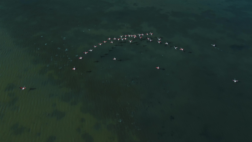 A flock of flamingos is starting to fly on blue lagoon water surface with wings and legs moving. Aerial drone exotic vibrant pink bird group herd tracking shot from above in aesthetic 4K slow motion.