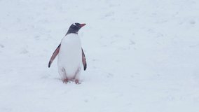 A penguin waddling around in the snow of Antarctica