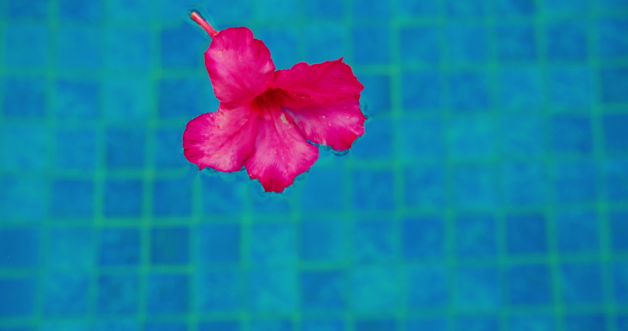 AZALEA-WALLPAPER Footage, Videos and Clips in HD and 4K - Avopix.com