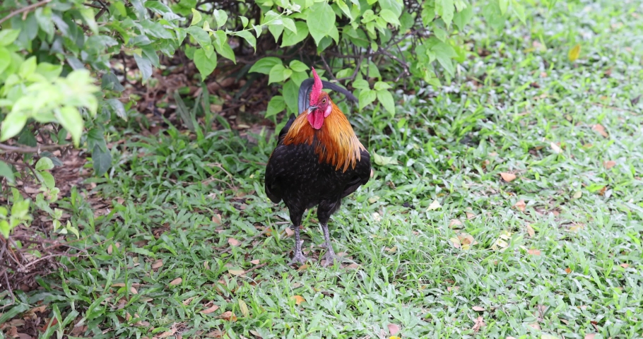 SINGAPORE – 9 NOV 2022: The Red Junglefowl is believed to have been domesticated thousands of years ago. It is used for cockfighting, religious ceremonies and as pets nowadays. Video shows it calling 
