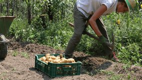 Adult Female Farmer Hand Harvest Potatoes on Her Organic Agriculture Field