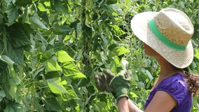 Mid Adult Woman Farmer Hand Harvesting Beans in Her Organic Vegetable Garden in Summer