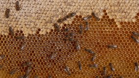 Beautiful domestic bees making organic honey. Macro shot of beehive natural product.