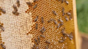 Macro shot of beehive natural product. Beautiful domestic bees making organic honey.