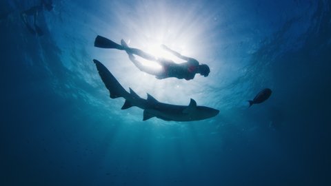Woman swims along the nurse shark, Ginglymostoma cirratum in the Maldives. Underwater view of the girl swimming with shark in a seaの動画素材