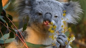 Koala Eating Plant 4K video