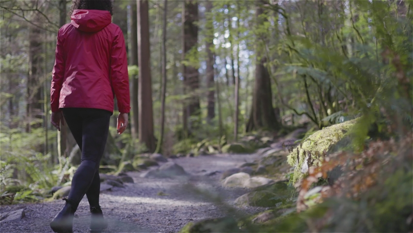 Woman Hiker in Lynn Canyon Park, North Vancouver, British Columbia, Canada. Wooden Hiking Trail in the Rainforest. Sunny Fall Season. Adventure Travel. Slow Motion