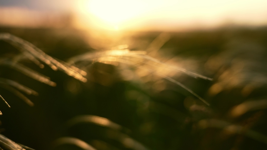 Close-up wheat spikelets on field on beautiful nature sunset andscape on sun rays . Grown rich harvest . Areas of agricultural plant production. Healthy food. Summer season and warm weather on rural.
