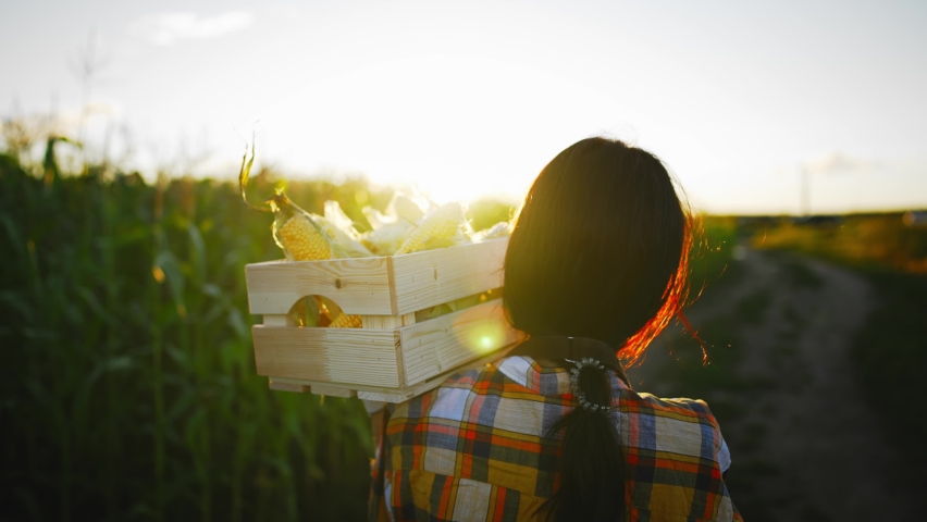 Caucasian young beautiful woman farmer walks through field and carries in hands box with harvested corn crop. Fresh grown vegetables. Agricultural healthy food industry. Summer season harvest.
