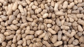 Peanut groundnut monkey nut harvested from farm shell video moving on nut shell pods