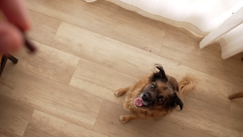 Cute small furry dog jumping towards a hand holding a dog treat in house. Little dog impatiently trying to eat a small treat. Looking up and excited it jumps in the air in home or apartment