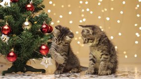 kittens are playing with a Christmas ball, sitting under confetti raining down from above next to a Christmas tree, against a background of shining lights - Powered by Shutterstock - Get 15% off with code: PIKWIZARD15