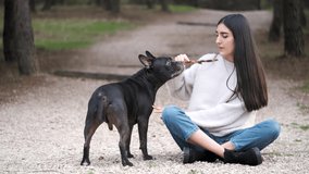 Young caucasian woman teach american staffordshire and french bulldog mixed breed dog how to play gently with her, sitting at a pine forest.