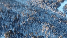 Video from a drone on pine trees in the snow in the morning.