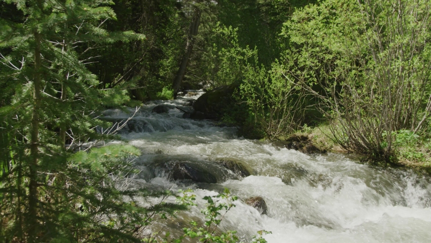White water creek in Colorado forest parallax reveal from pine trees in slow motion on sunny summer day
